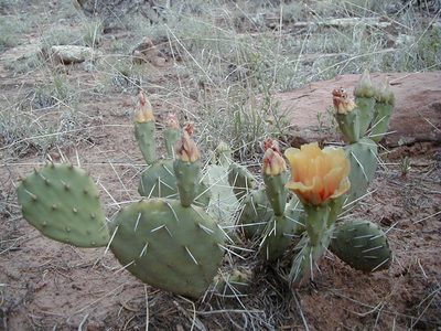 A flowering cactus in the canyon near Kit Carson Rock.
